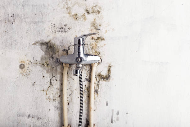 Best Fast Mold Removal  in Arlington, TX