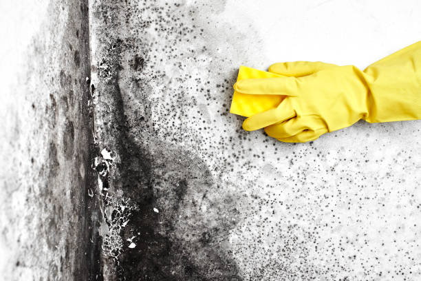 Best Mold Testing  in Arlington, TX