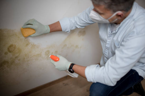Best Commercial Mold Removal  in Arlington, TX