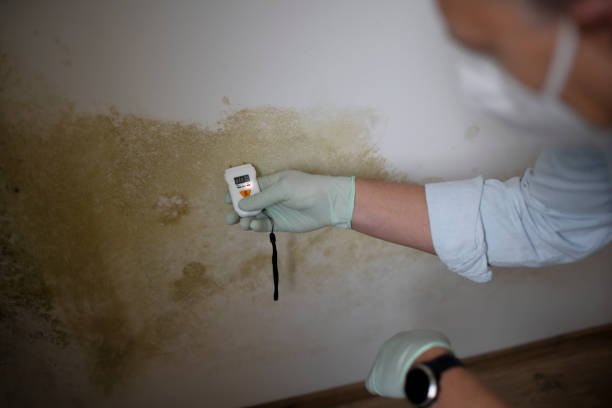 Certified Mold Removal in Arlington, TX