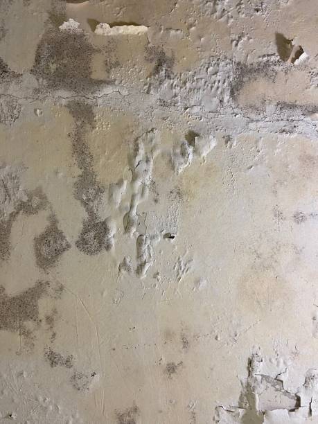Home Mold Removal in Arlington, TX