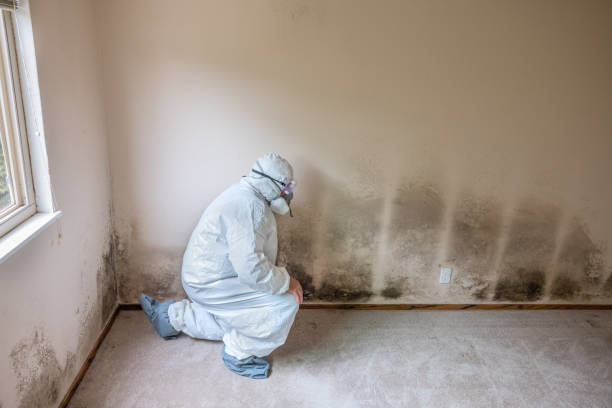 Best Same-Day Mold Removal  in Arlington, TX