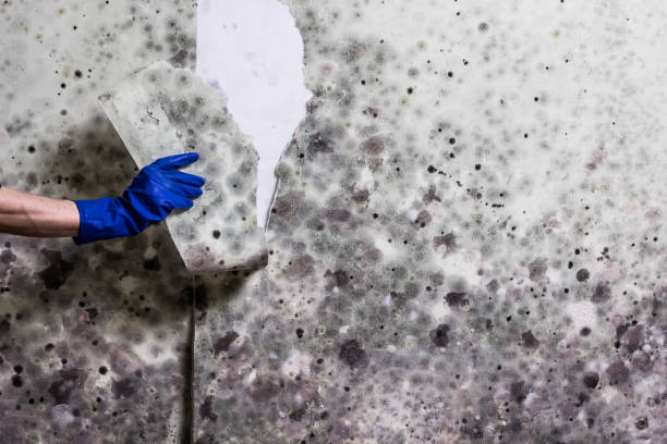 Best Toxic Mold Removal  in Arlington, TX